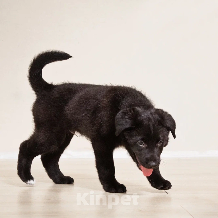 Собаки в Лосином-Петровском: Диего якутенок Мальчик, Бесплатно - фото 7