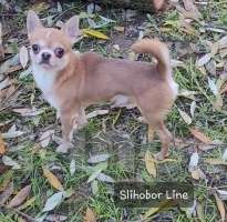 Собаки в Москве: Чихуахуа г/ш мальчик Мальчик, Бесплатно - фото 2