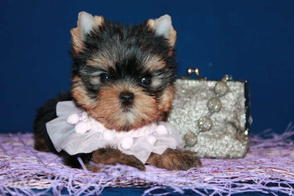 Собаки в Москве: Небольшая девочка, Яркая красотка. Девочка, 130 000 руб. - фото 3