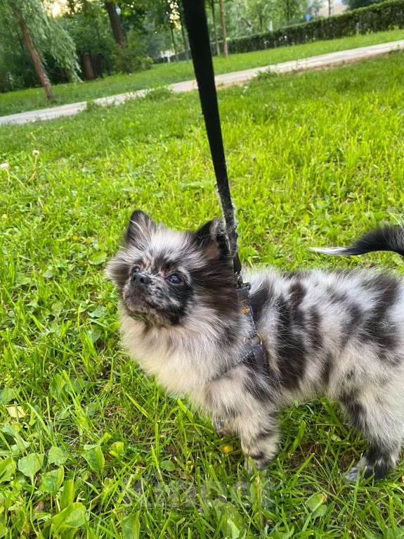 Собаки в Москве: Мальчик малого немецкого шпица  Мальчик, 20 000 руб. - фото 8