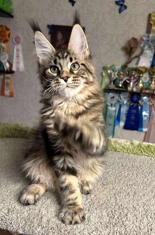 Кошки в Санкт-Петербурге: Кот мейн-кун Мальчик, 70 000 руб. - фото 2