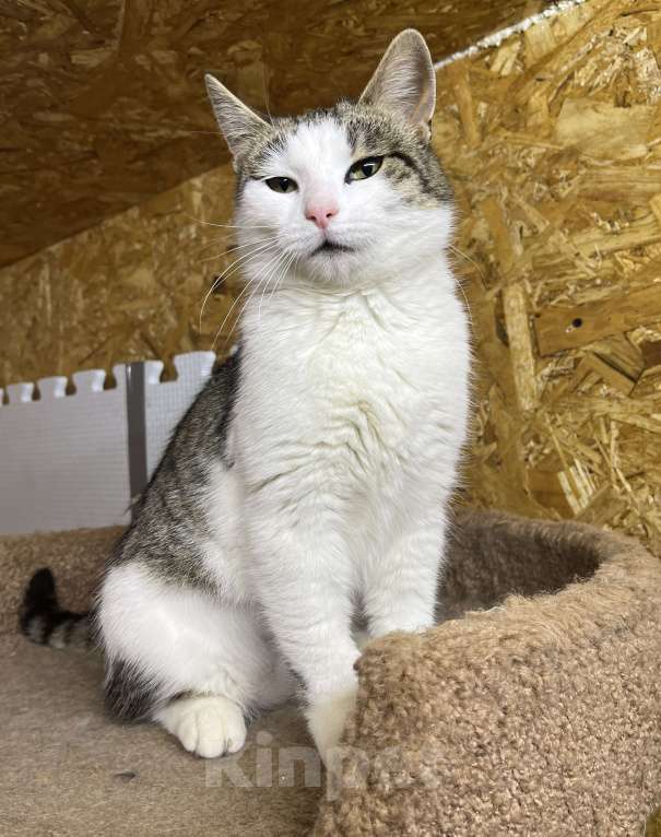 Кошки в Москве: Замечательная кошка Плюша в поиске дома Девочка, Бесплатно - фото 3