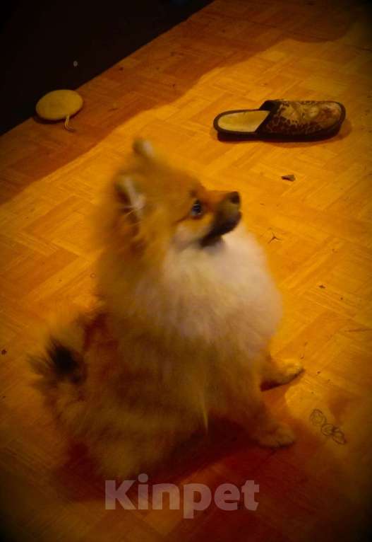 Собаки в Воскресенске: Шпицули Мальчик, 40 000 руб. - фото 2