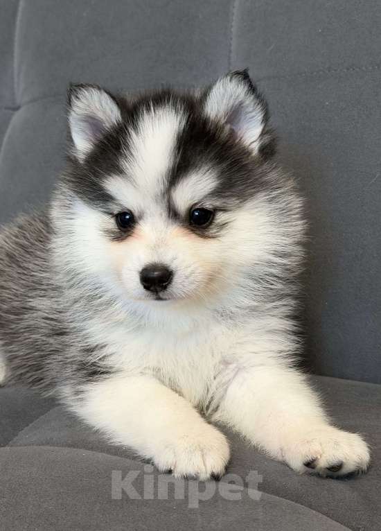 Собаки в Санкт-Петербурге: Девочка Помски Девочка, 60 000 руб. - фото 3