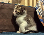 Кошки в Омске: Маленький котенок  Девочка, Бесплатно - фото 1