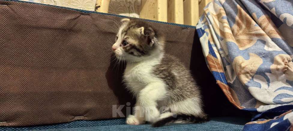 Кошки в Омске: Маленький котенок  Девочка, Бесплатно - фото 1