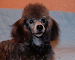Собаки в Серпухове: Щенки серебристого и белого пуделя, 10 руб. - фото 1