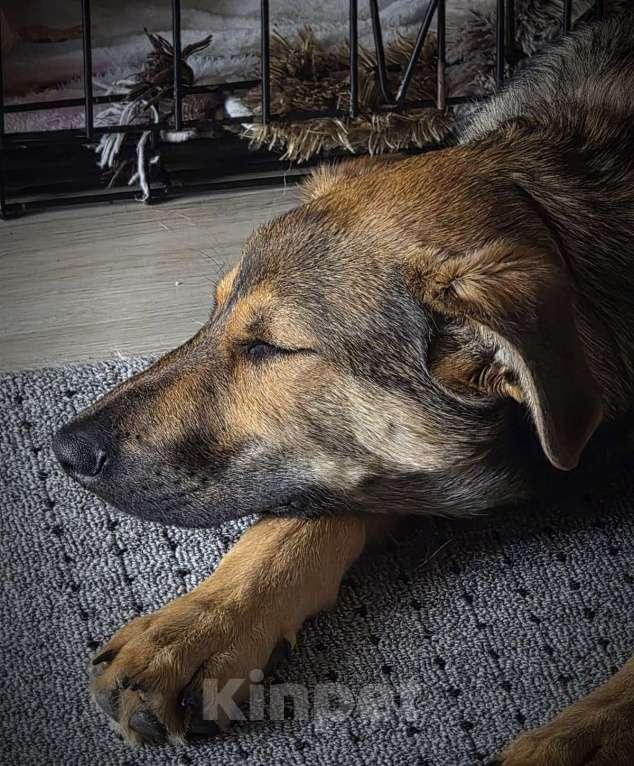 Собаки в Москве: Акио - ласковый малыш в поисках дома Мальчик, Бесплатно - фото 4