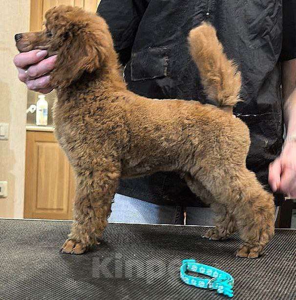 Собаки в Нижнем Новгороде: Щенок среднего пуделя кобель Мальчик, 200 000 руб. - фото 1