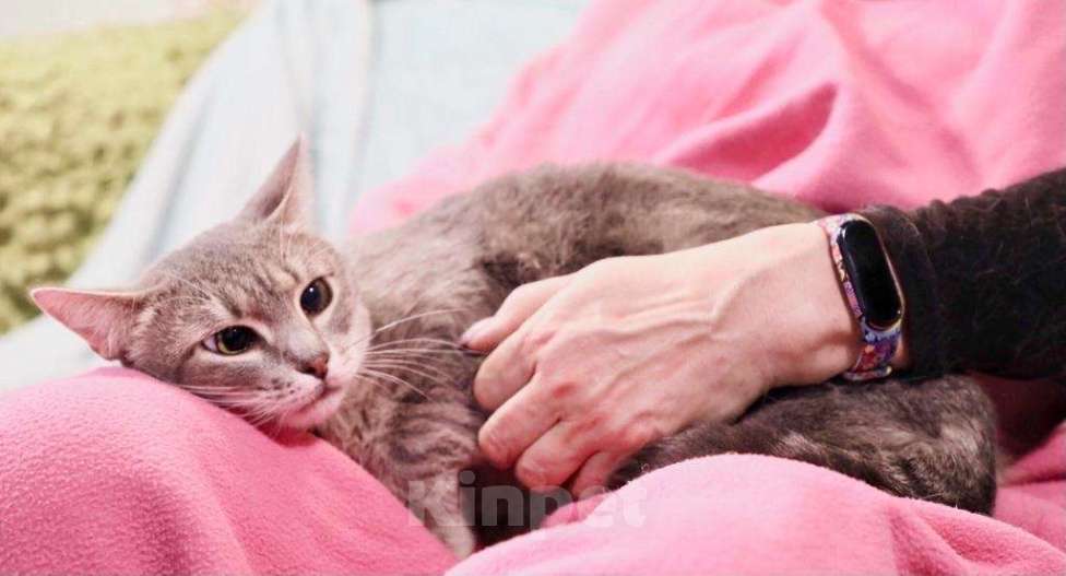 Кошки в Москве: Необычная косоглазая кошечка Паночка в добрые руки Девочка, Бесплатно - фото 4