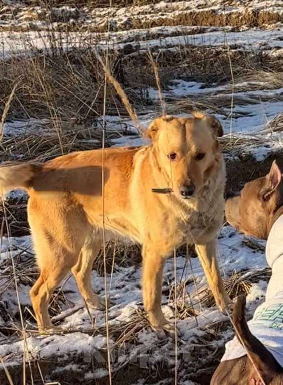 Собаки в Москве: Метис лабрадора Оскар в добрые руки Мальчик, Бесплатно - фото 5