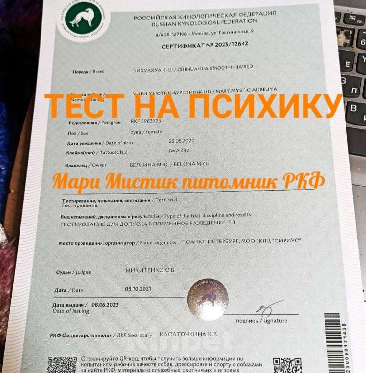 Собаки в Санкт-Петербурге: Микро чихуахуа 220 грамм Геркулес Мальчик, 150 000 руб. - фото 9