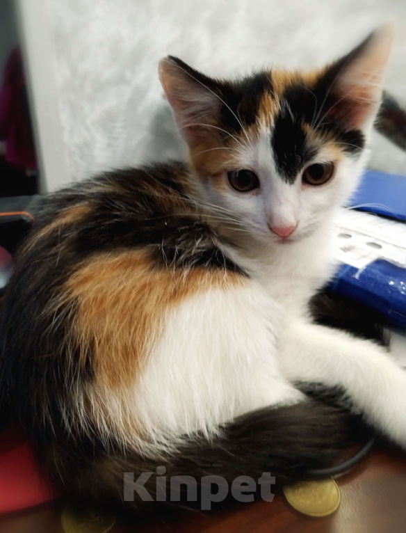 Кошки в других городах Курской области: Котёнок в добрые руки Девочка, Бесплатно - фото 6