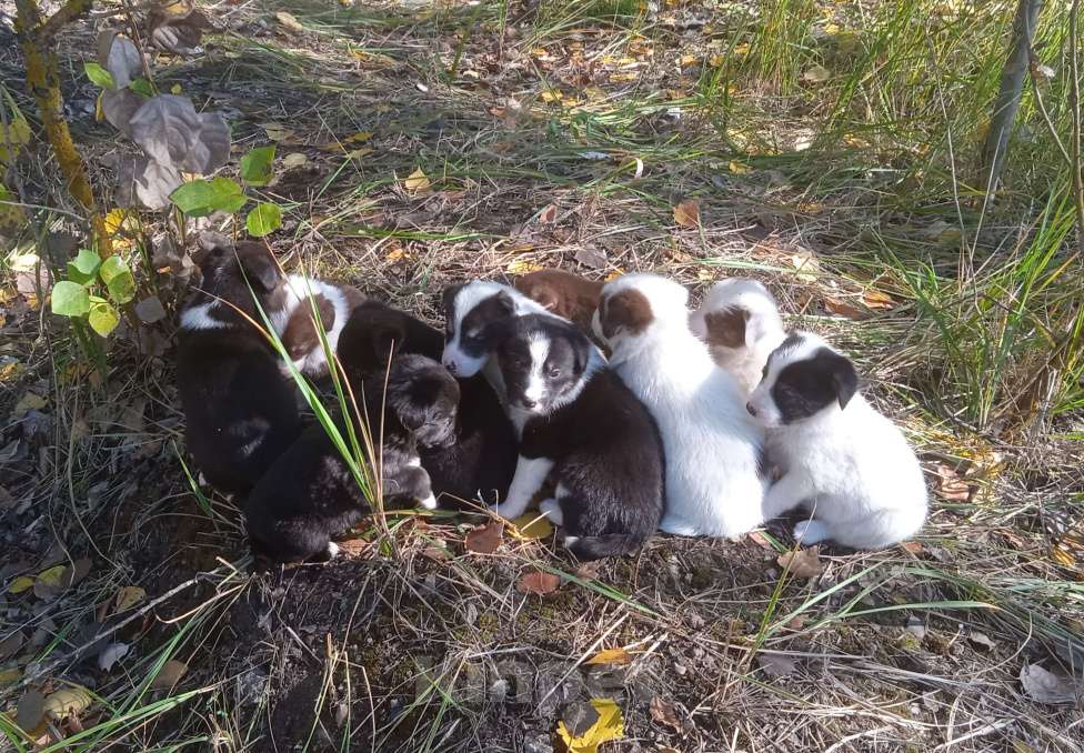 Собаки в Липецке: Очаровательные щенки  Девочка, Бесплатно - фото 1