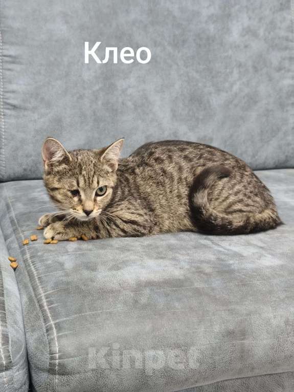 Кошки в Симферополе: Клео - малышка с особенностью Девочка, Бесплатно - фото 1