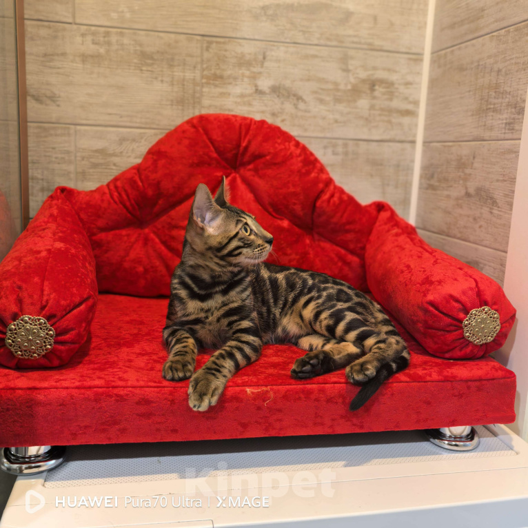 Кошки в Москве: Бенгальский котёнок Мальчик, 70 000 руб. - фото 8