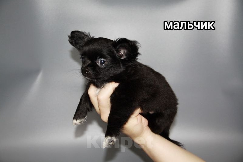 Собаки в Чебоксарах: Чихуахуа длинношёрстный кобель Мальчик, Бесплатно - фото 3