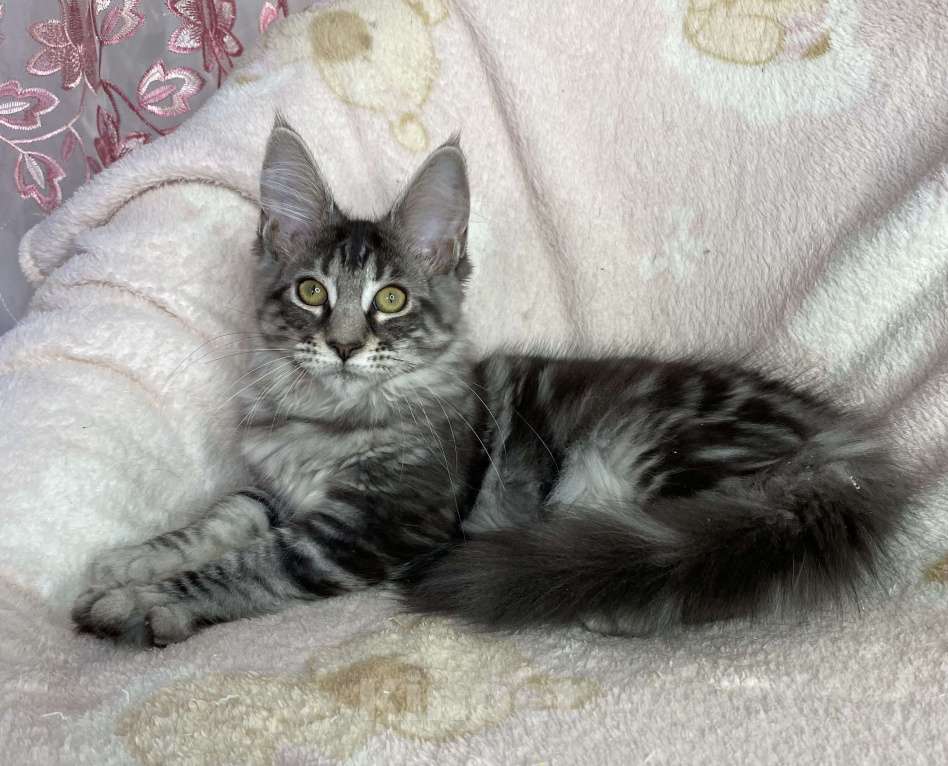 Кошки в Дмитрове: Черная серебристая мраморная девочка мейн кун Zaura Девочка, 20 000 руб. - фото 6