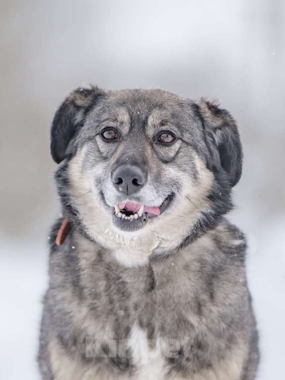 Собаки в Москве: Ласковая, жизнерадостная, позитивная Златочка ждет свою семью, мечтает о доме. Девочка, Бесплатно - фото 10