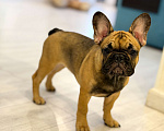 Собаки в Москве: Девочка французский бульдог Девочка, 50 руб. - фото 1