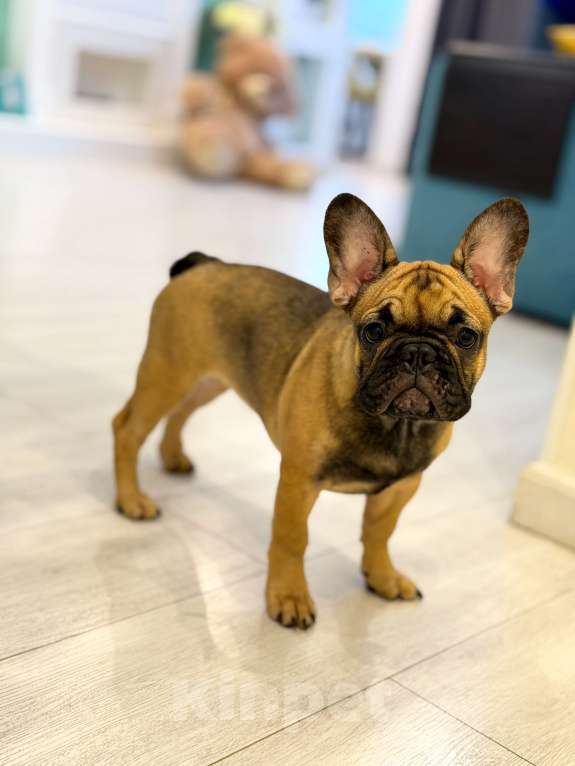 Собаки в Москве: Девочка французский бульдог Девочка, 50 руб. - фото 1