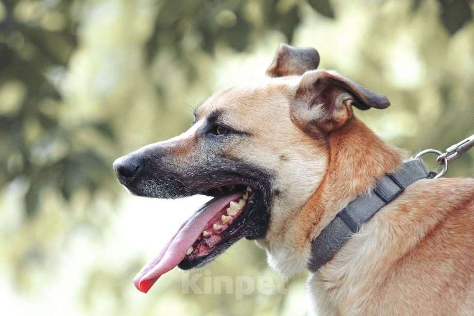 Собаки в Москве: Лучезарный Макс Мальчик, Бесплатно - фото 2