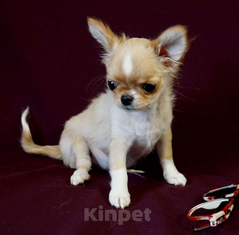 Собаки в Санкт-Петербурге: Мини Нельсон Мальчик, 60 000 руб. - фото 1