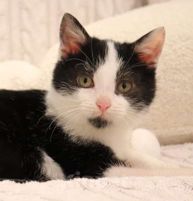 Собаки в Москве: Котенок с ладошку. Ласковый Лука Мальчик, Бесплатно - фото 1