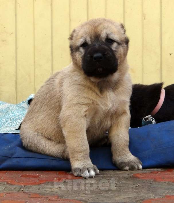 Собаки в Екатеринбурге: Среднеазиатская овчарка (алабай) Девочка, 40 000 руб. - фото 7