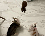 Кошки в Москве: Чудесная кошечка Айка ищет свою семью  Девочка, Бесплатно - фото 4