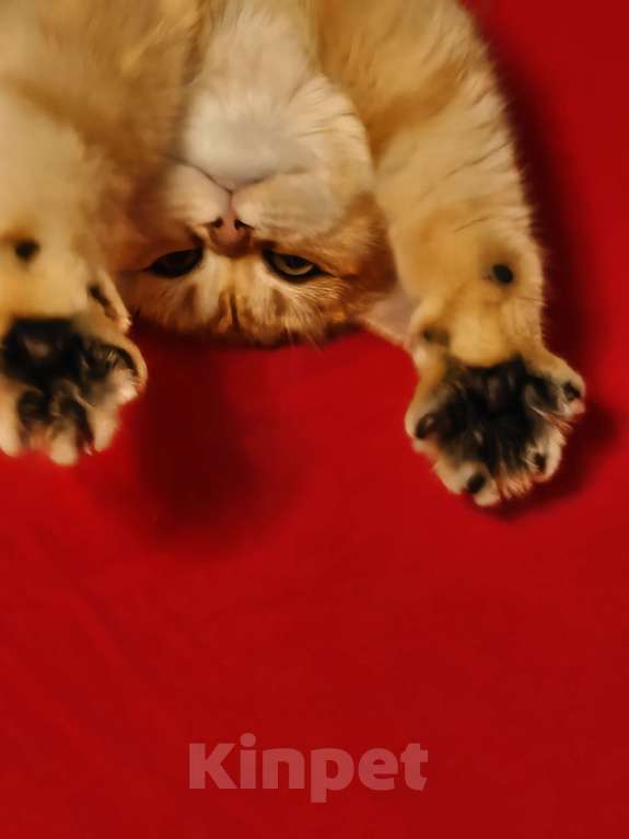 Кошки в Москве: Шотландская золотая шиншилла Девочка, 35 000 руб. - фото 2