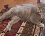 Кошки в Нижнем Новгороде: Красивая и ласковая кошка ищет постоянный дом Девочка, 10 руб. - фото 5