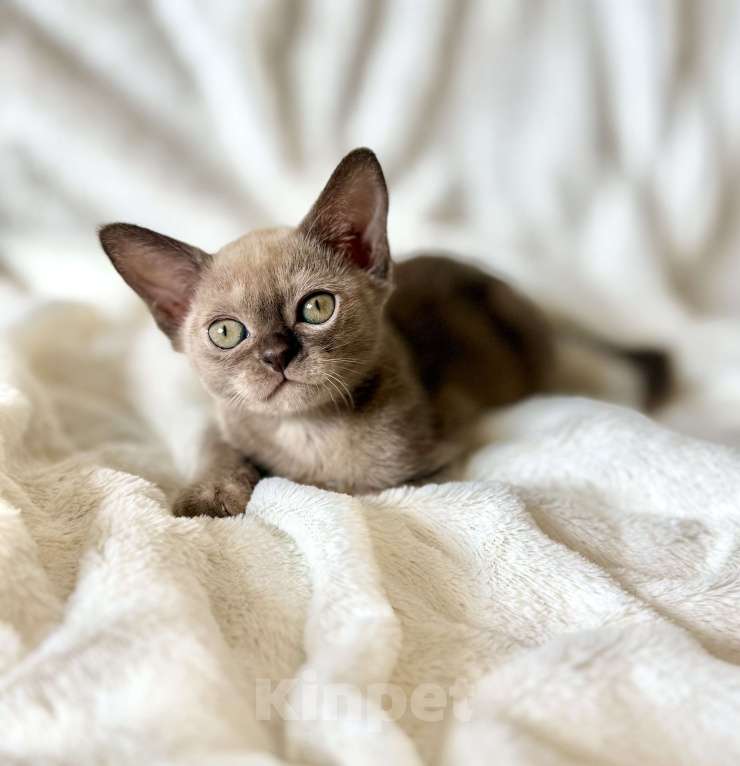 Кошки в Москве: Бурманская девочка Аллегра. Бронирование! Девочка, 100 000 руб. - фото 1