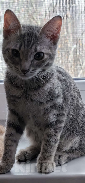 Кошки в Москве: Котёнок срочно Девочка, Бесплатно - фото 1