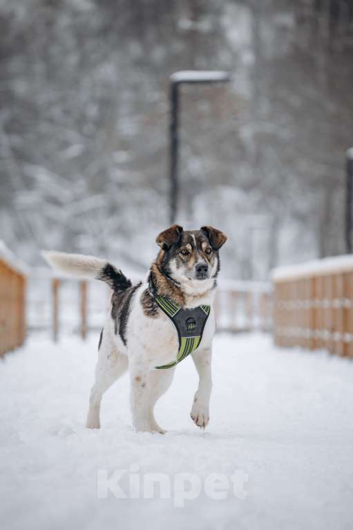 Собаки в других городах Московской области: Сладкий пирожок заждался свою семью Мальчик, Бесплатно - фото 1