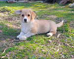 Собаки в Печоре: Вельш корги пемброк Девочка, 50 000 руб. - фото 2