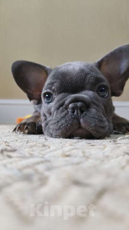 Собаки в Белореченске: Французский бульдог Мальчик, Бесплатно - фото 1