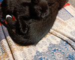Кошки в Севастополе: Котята в добрые руки Девочка, Бесплатно - фото 4