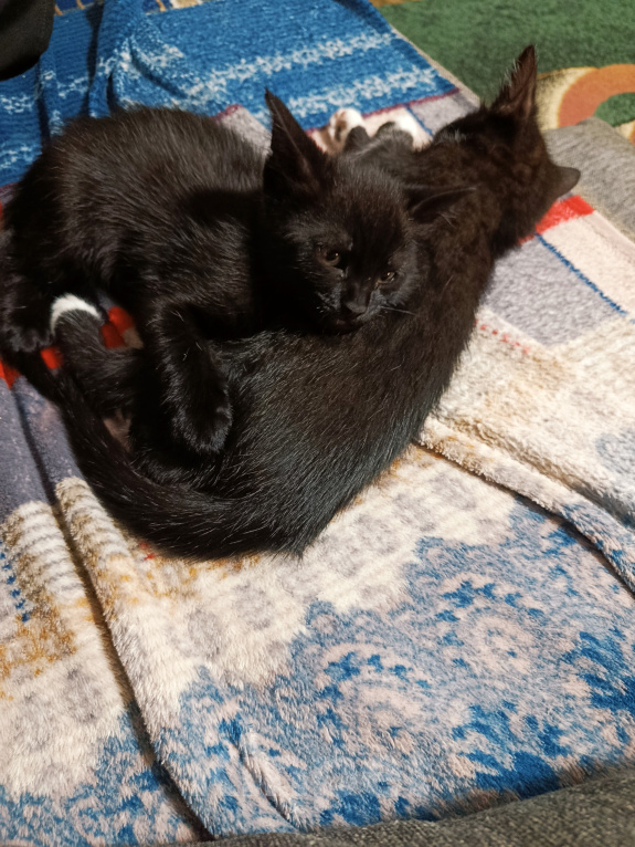 Кошки в Севастополе: Котята в добрые руки Девочка, Бесплатно - фото 4