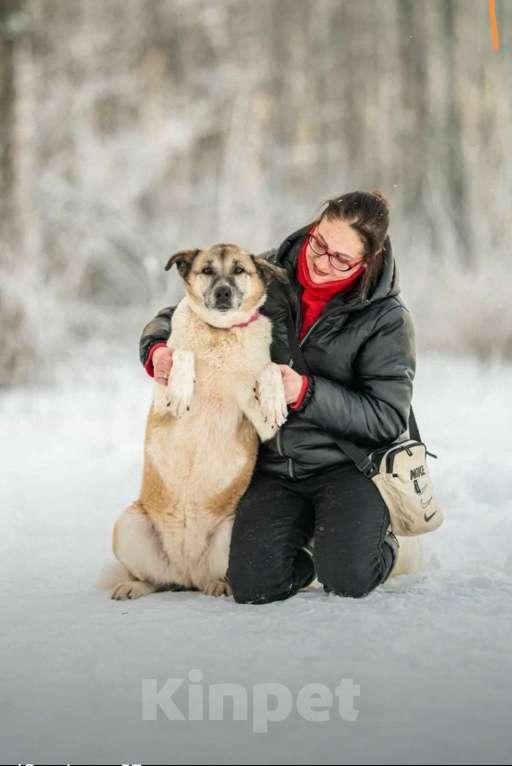Кошки в других городах Московской области: Полжизни в ожидании своего человека Девочка, Бесплатно - фото 6