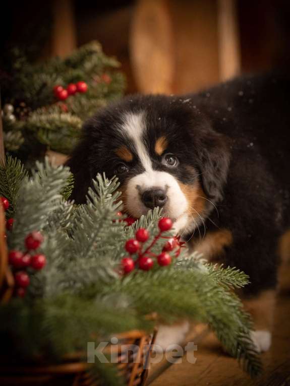 Собаки в Санкт-Петербурге: Щенок бернсокго зенненхунда. РКФ Девочка, Бесплатно - фото 3