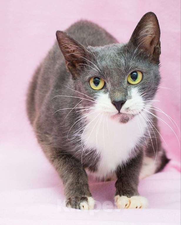 Кошки в Москве: Срочный поиск дома для кошечки, спасенной из ада Девочка, Бесплатно - фото 1