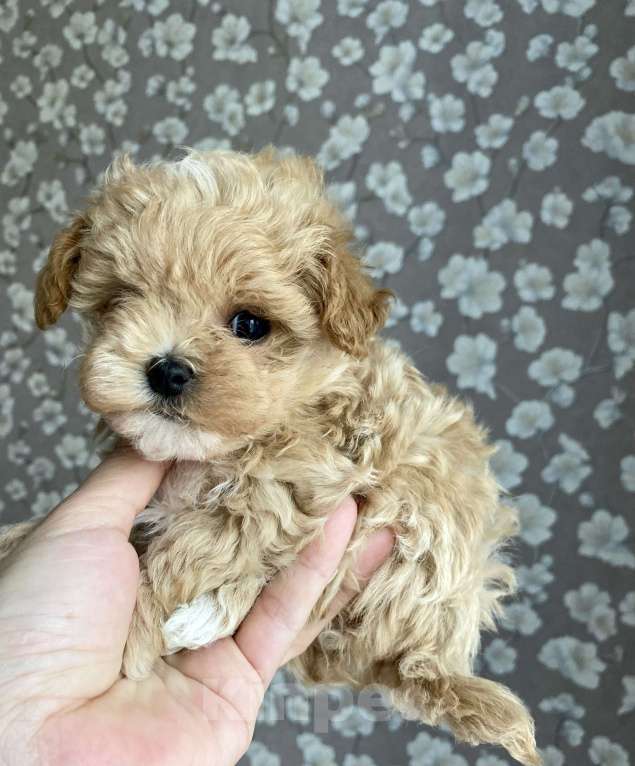 Собаки в Москве: Мальтипу девочка микро Девочка, 200 000 руб. - фото 4