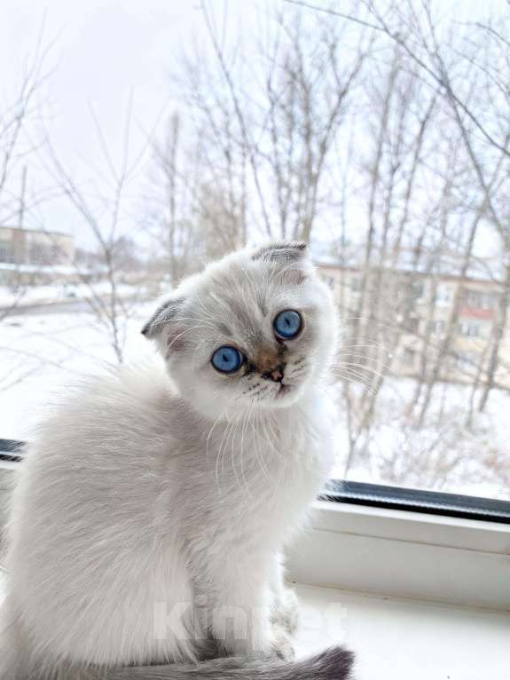 Кошки в Санкт-Петербурге: Шотландская вислоухая девочка. Девочка, 16 000 руб. - фото 2