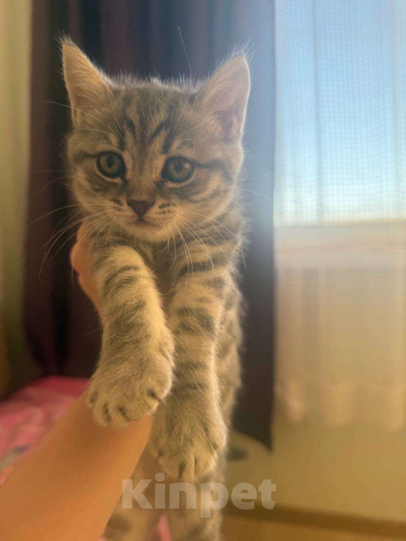 Кошки в Сургуте: Шотландский прямоухий котенок с принадлежностями Мальчик, 25 000 руб. - фото 1