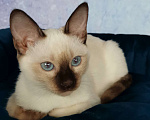 Кошки в Москве: Тайские котята из питомника Topaze De Lux  Девочка, 55 000 руб. - фото 2