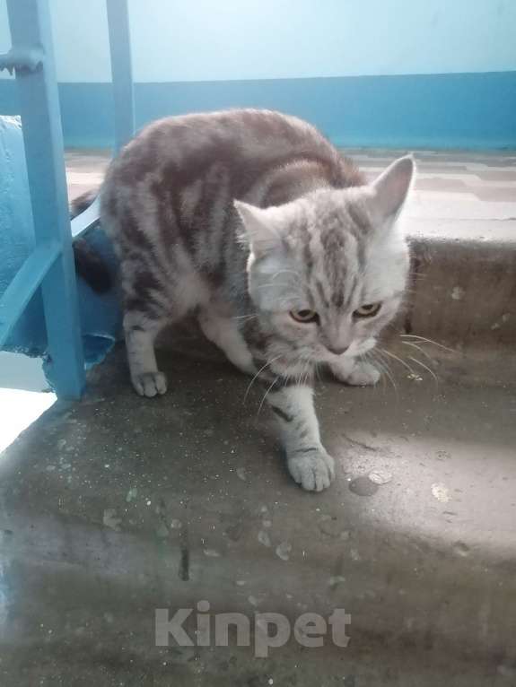 Кошки в Подольске: Срочно!  Девочка, 1 руб. - фото 3