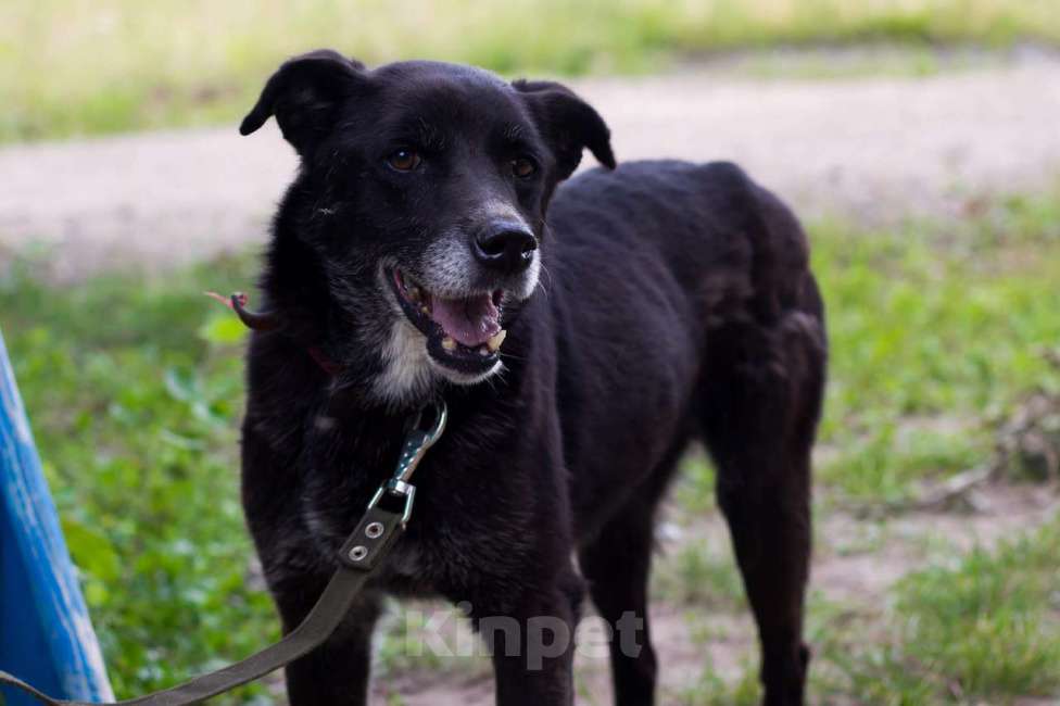 Собаки в Москве: Лина Девочка, Бесплатно - фото 2