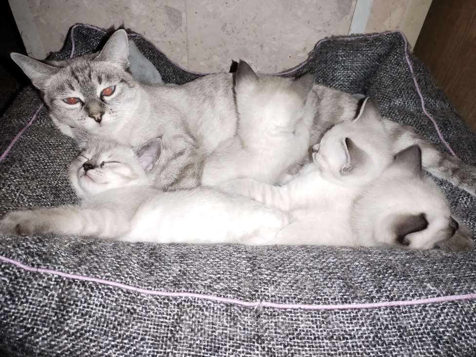 Кошки в Подольске: Тайские котята Девочка, 15 000 руб. - фото 6