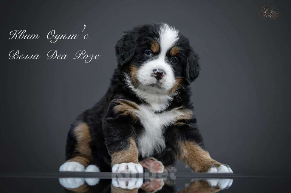 Собаки в Калининграде: Vella Dea Rose Девочка, Бесплатно - фото 1